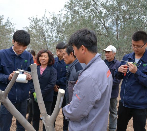 公司從產(chǎn)業(yè)鏈起始端著手，引進(jìn)良種優(yōu)苗，繁育基地苗圃，優(yōu)化樹(shù)種，以?xún)?yōu)質(zhì)的橄欖樹(shù)苗為生產(chǎn)特級(jí)初榨橄欖油提供基礎(chǔ)保障。在以自建萬(wàn)畝國(guó)家標(biāo)準(zhǔn)化油橄欖..