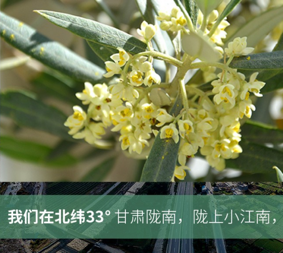 武都的氣候、土壤等與地中海沿岸極其相似，同處于世界頂級(jí)油橄欖黃金生產(chǎn)帶（32°58--33°36）年平均氣溫為14.7°，年日照時(shí)數(shù)1911..